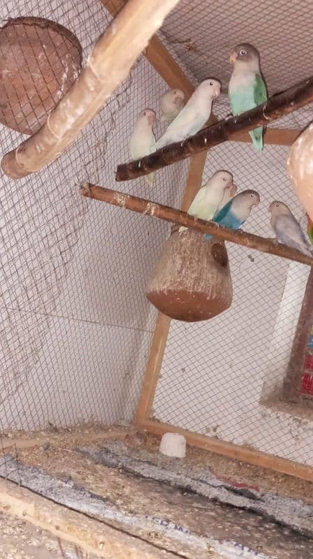 all birds for sale 03010422575 1