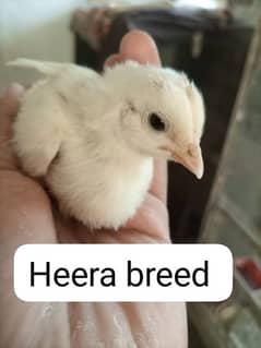 Heera aseel and Dragon aseel Chicks