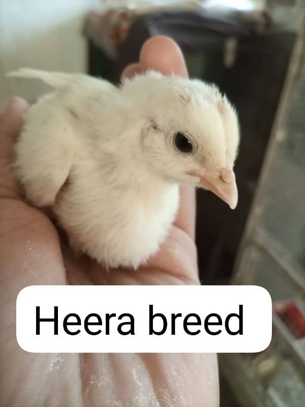 Heera aseel and Dragon aseel Chicks 0