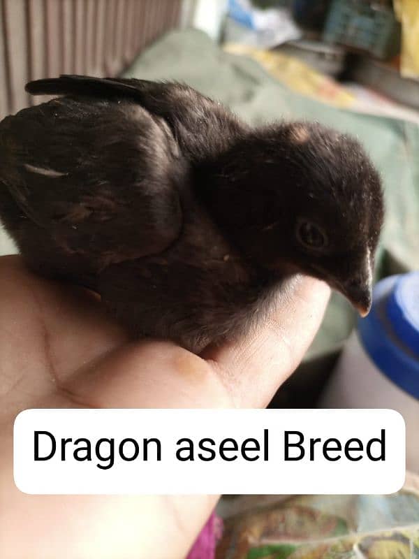 Heera aseel and Dragon aseel Chicks 3