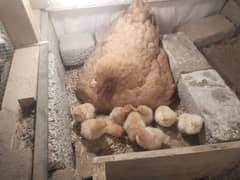 heavy buff Male Female or 11 chicks for sale