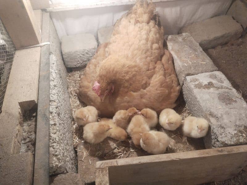 heavy buff Male Female or 11 chicks for sale 0