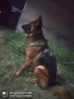 German shepherd long coot femail