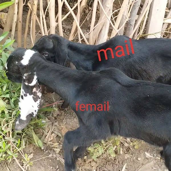 Amratsari beatal mail femail bacho kah pair available 4