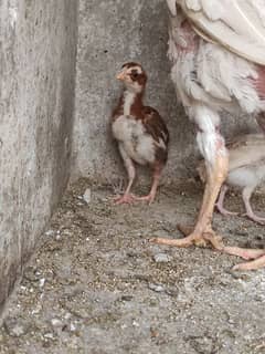 Aseel Chicks Pair