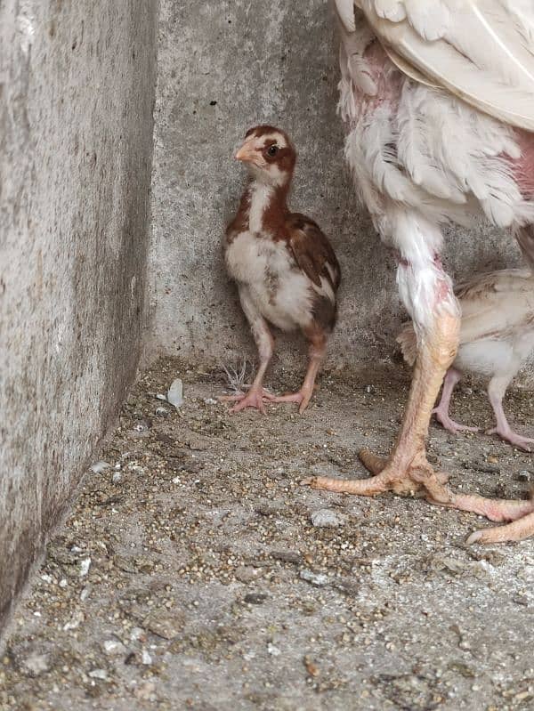 Aseel Chicks Pair 0