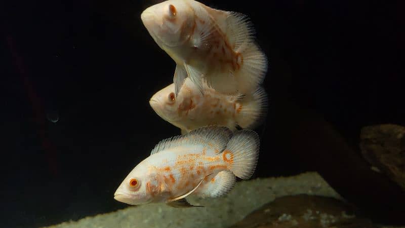 Albino Tiger Oscar 1