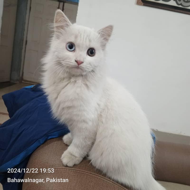 Odd Eyes Turkish Angora Persian Male Cat 0