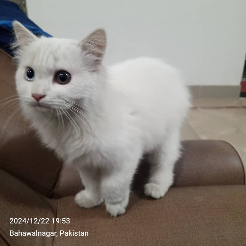 Odd Eyes Turkish Angora Persian Male Cat 1