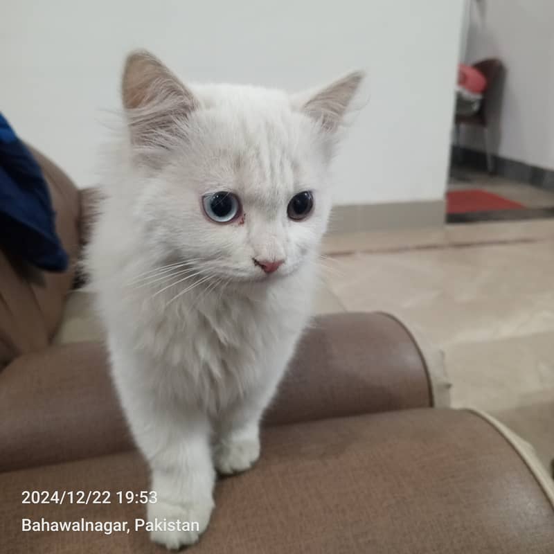 Odd Eyes Turkish Angora Persian Male Cat 2