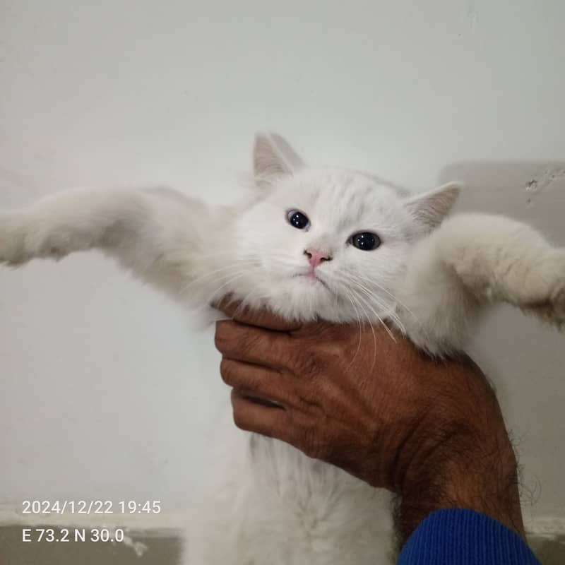 Odd Eyes Turkish Angora Persian Male Cat 5