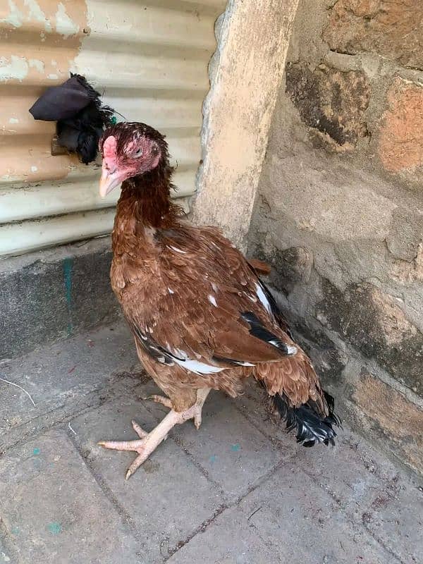 mashallah high quality rampuri madi (blind) other birds available g 0