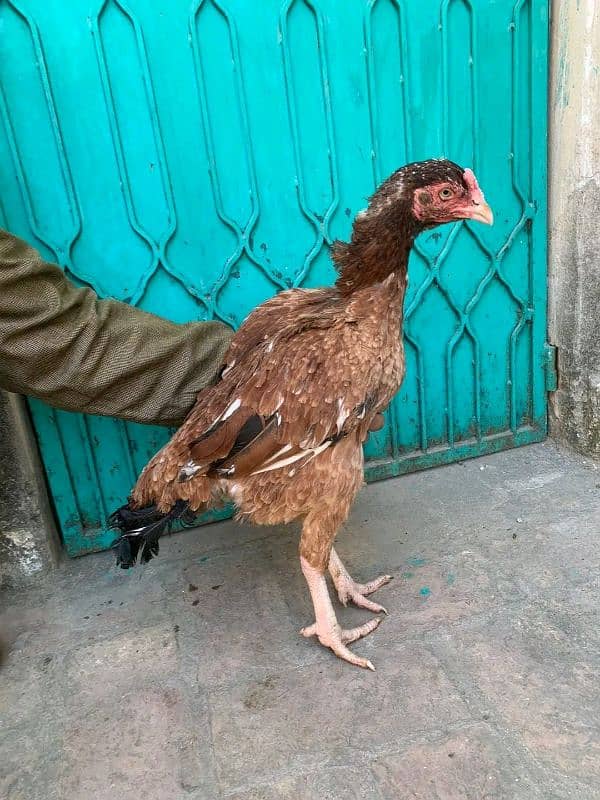 mashallah high quality rampuri madi (blind) other birds available g 5