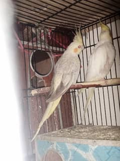 breeder female & chiks hand tame porpos