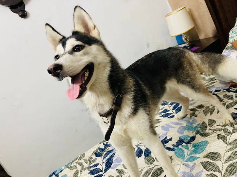 siberian huskey female for sale age 8 month 3