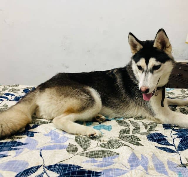 siberian huskey female for sale age 8 month 4