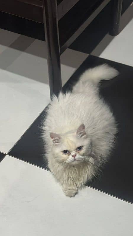 persian breeder pair available 0