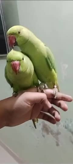 parrot