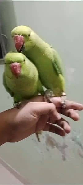 parrot 1