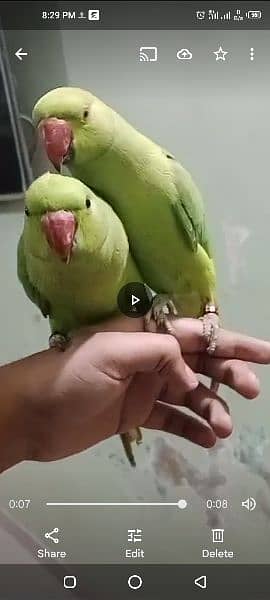 parrot 2