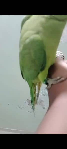 parrot 3