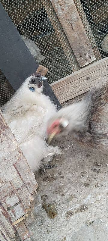 silkie hens 0