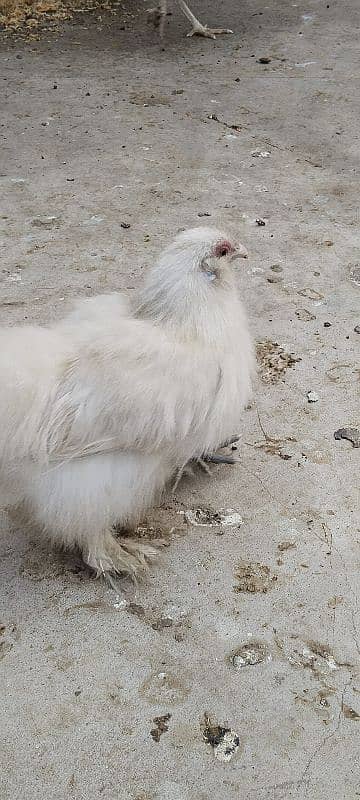 silkie hens 1