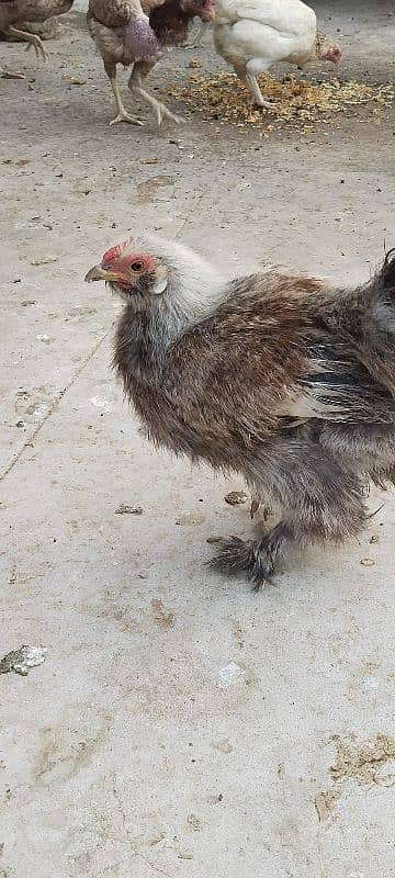 silkie hens 2