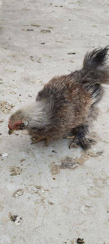 silkie hens 3