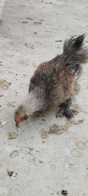 silkie hens 4