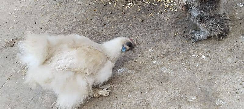 silkie hens 6