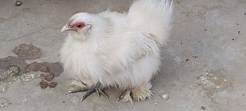 silkie hens 7