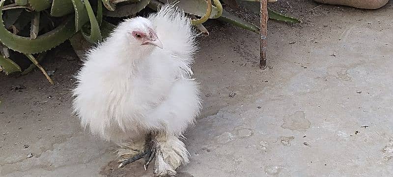 silkie hens 8