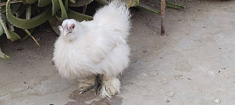 silkie hens 9