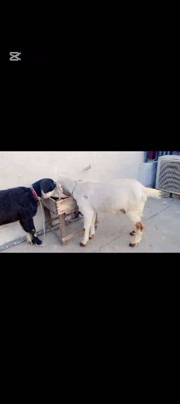 2 beautiful goats 1