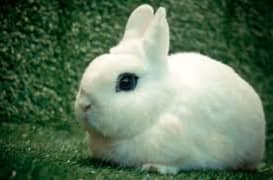 rabbit hotot dwarf