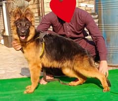 top quality gsd long coat female 4 month available