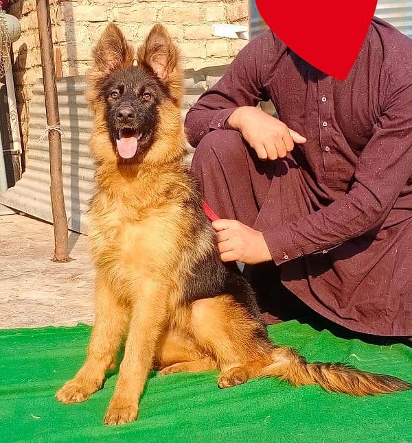 top quality gsd long coat female 4 month available 1