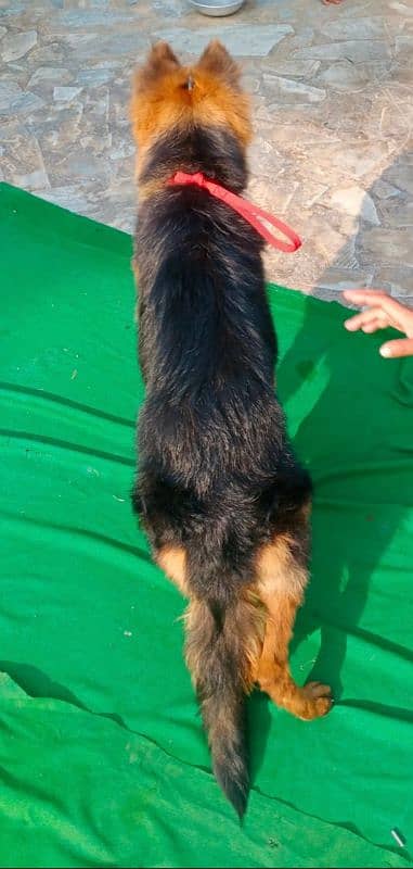 top quality gsd long coat female 4 month available 2