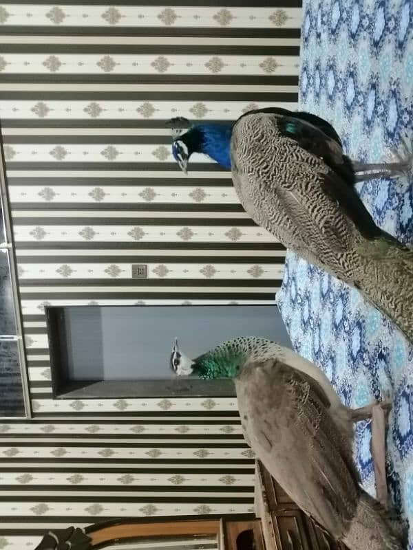 pair peacock 2