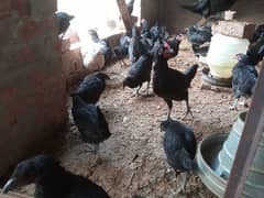 Australorp