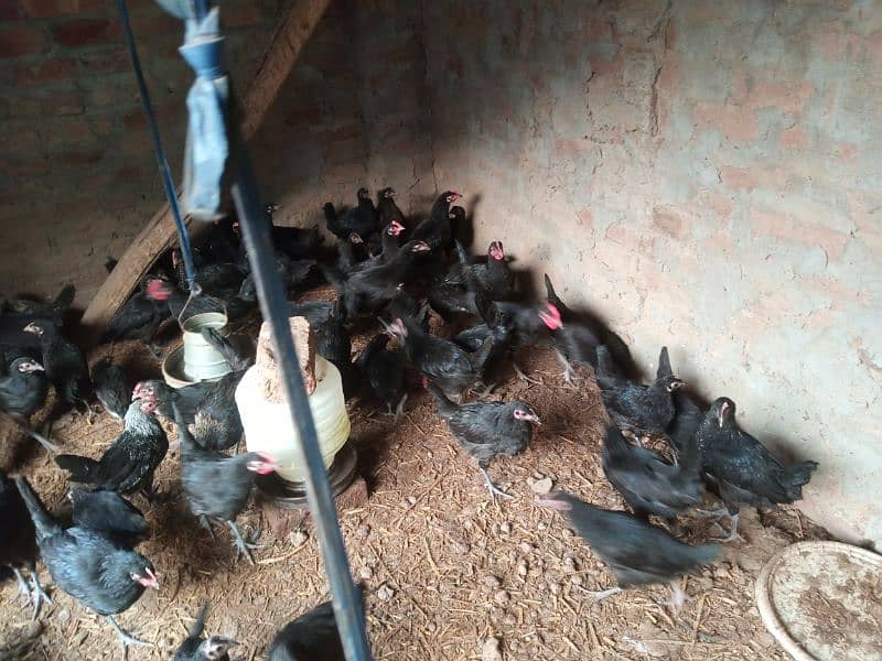 Australorp  for sale 1