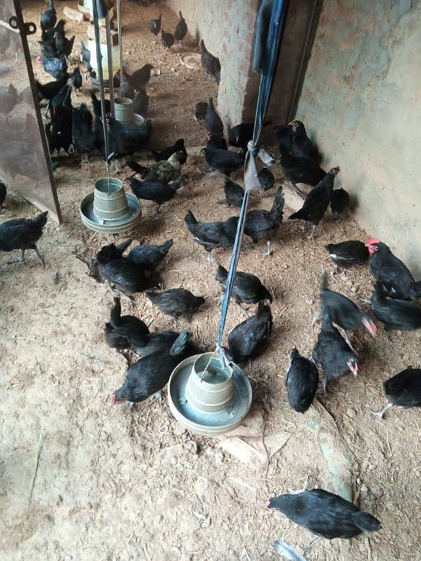 Australorp  for sale 2