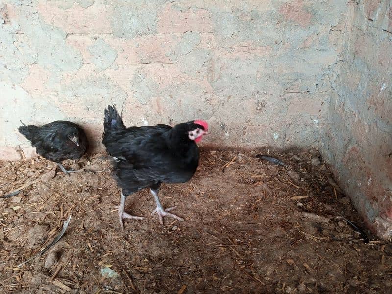 Australorp  for sale 3