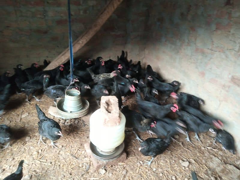 Australorp  for sale 4