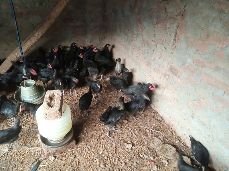 Australorp  for sale 5