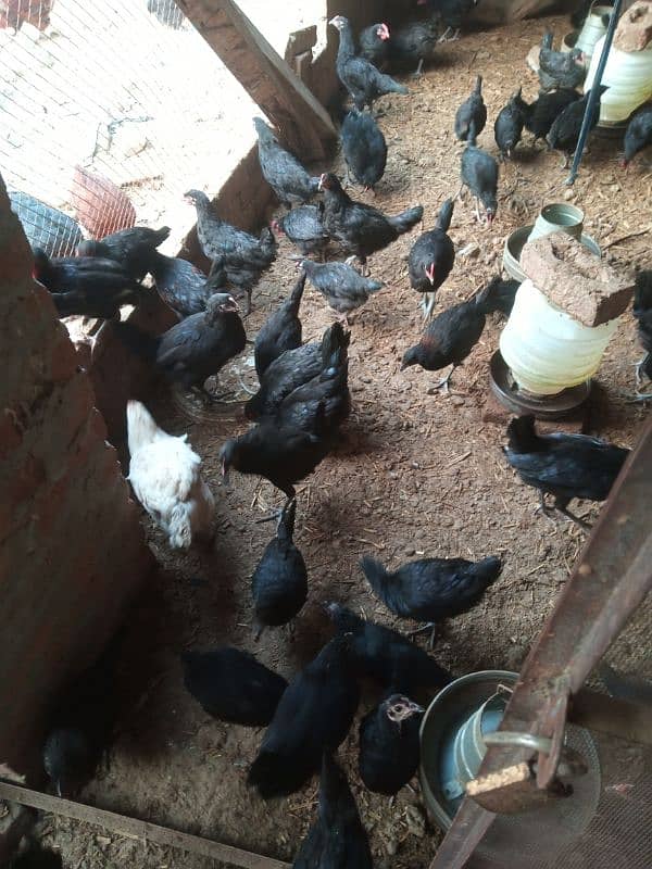 Australorp  for sale 6