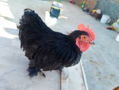 bantam pair for sale . . . . . . .