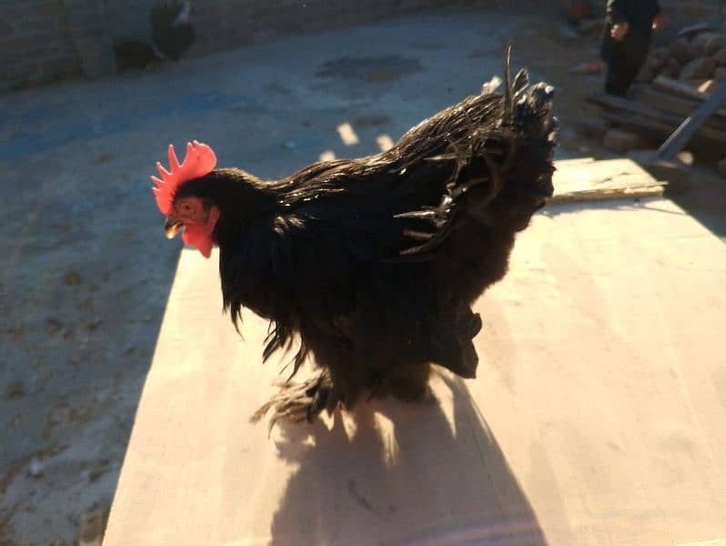 bantam pair for sale . . . . . . . 1