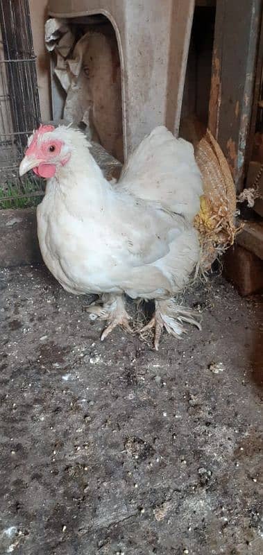 bantam pair for sale . . . . . . . 2